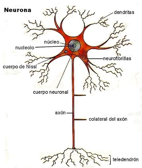 Sinapsis Neuronal Estructura Tipos Y Cómo Funciona