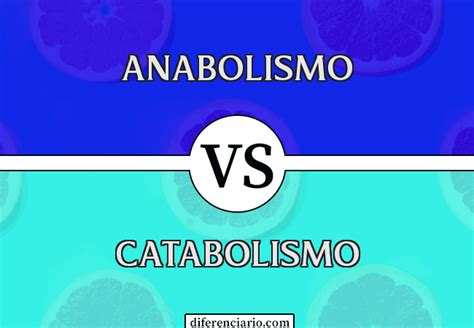 Diferencia Entre Anabolismo Y Catabolismo