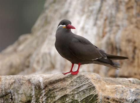 Inca Tern Birdforum Opus Birdforum