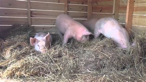 Pastured Pork Production Pigs In Hay Cold Weather Is Coming Youtube