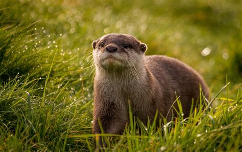 Download Cute River Otters Wallpaper By Ndecker18 River Otter