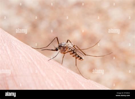 Mosquito Bite Close Up Feeding Hi Res Stock Photography And Images Alamy