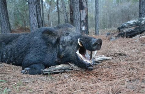 Wild Boar Hunts West Virginia Outfitter Russian Boar Hunting Trips