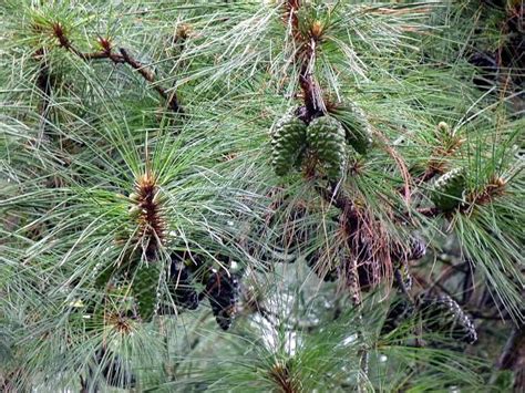 Pinus Kesiya Khasi Pine