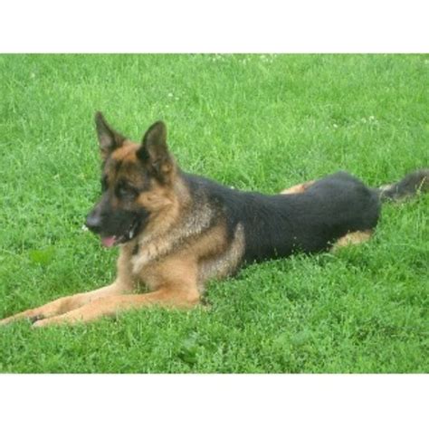 I would definitely recommend stopping in if you are interested in adding a. Karen, German Shepherd Dog Stud in Janesville, Wisconsin