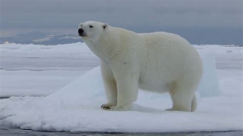 Polar Bear Walking And Rolling On Ice Youtube