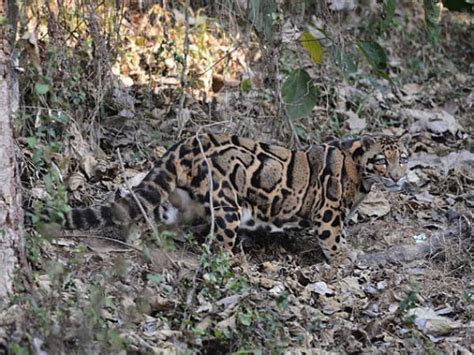 Explore the Endangered at Tripura - Nativeplanet