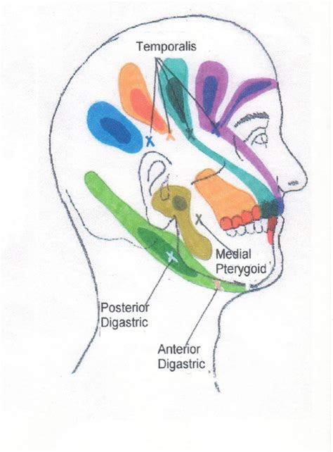 Head And Neck Pressure Points