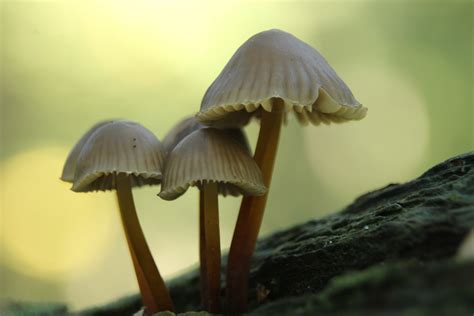 Little mushrooms : macro