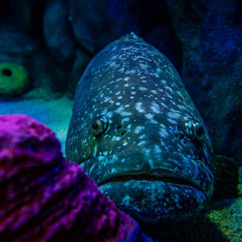 Predatory Fish Sea Life Sydney Aquarium
