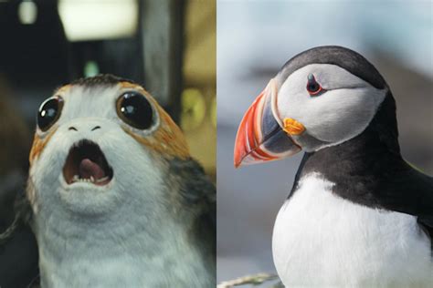 Porgs In Star Wars The Last Jedi Look Like Puffins For A Very Good