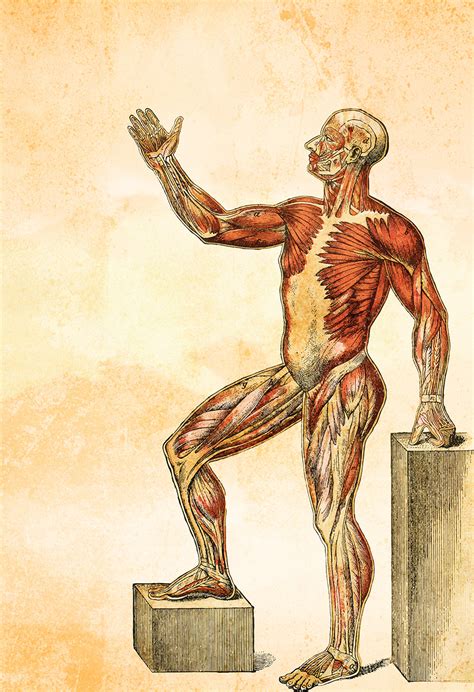 Medical and anatomical illustrations of the muscular system. Vintage Victorian Medical Human Muscle Anatomy Print ...
