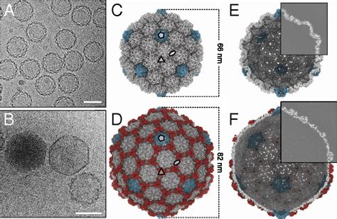 Cryo Em Structure And In Vitro Dna Packaging Of A Thermophilic Virus