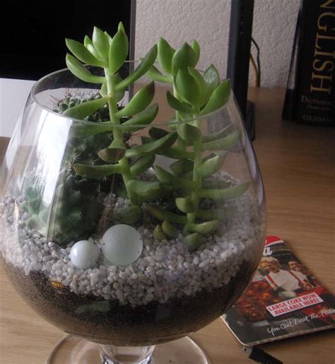 Helping you identify what kind of succulents plants you have. Cactus in a Glass, UK Edition - Cactus Jungle