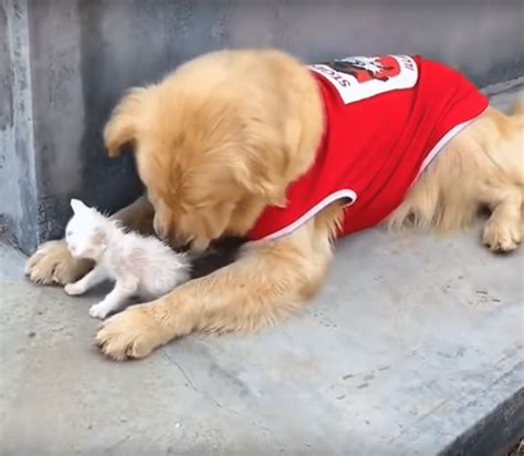 This Golden Retriever Takes Care Of A Stray Kitten Page 2 Of 2 Bark