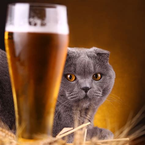 No, cats cannot drink coffee. No, Cats Should Never Drink Wine or Beer - Catster
