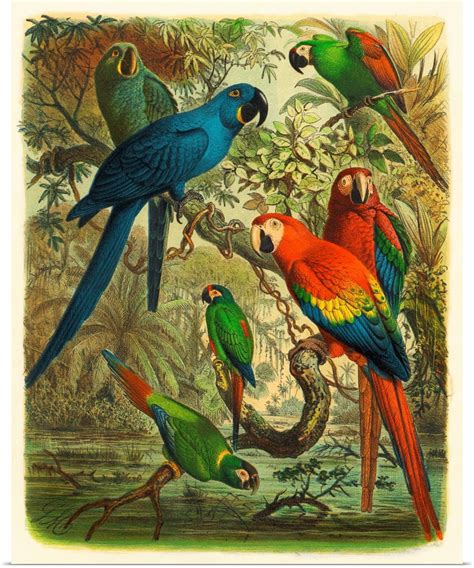 Great Big Canvas Cassel Tropical Birds Iii Poster Print