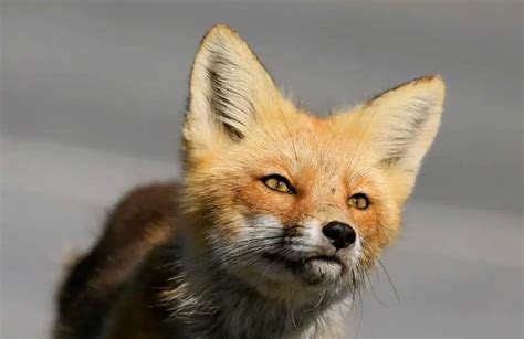 Can Foxes Breed With Dogs The Real Truth Wildlifegrow