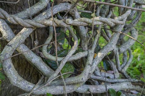 Liana Or Twisted Jungle Vines Knotted Around Each Other Under Green