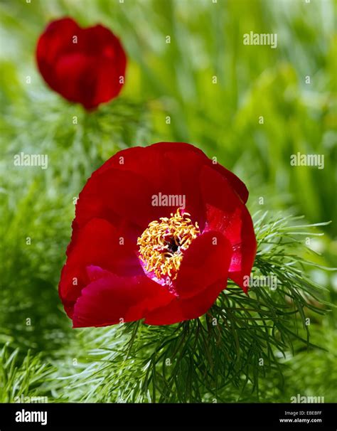 Red Paeonia Hi Res Stock Photography And Images Alamy