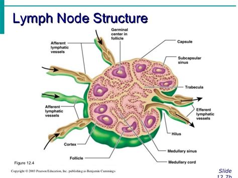 Lymphatic 101021070045 Phpapp01