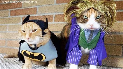Cats In Ridiculously Adorable Costumes Funny Pets Adew