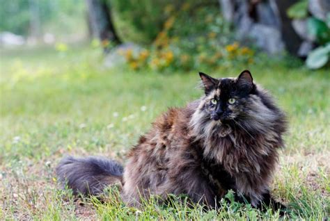 Tortoiseshell Norwegian Forest Cat Facts Origin And History With
