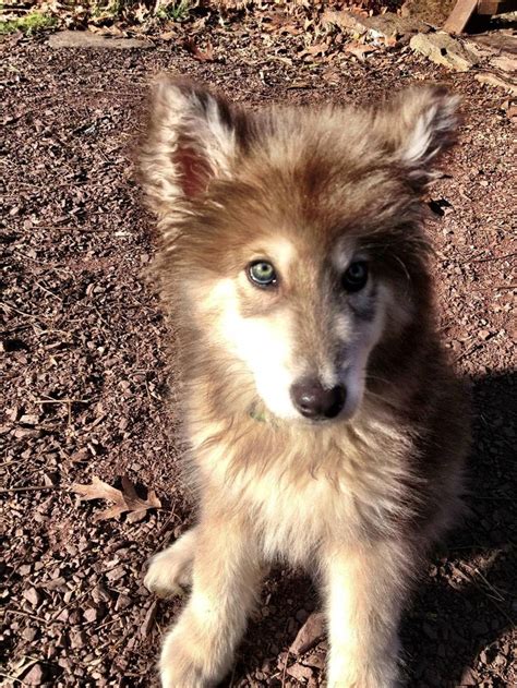 Breeder of rocky mountain companion dogs of fennario in colorado, usa. American Alsatian puppy- super cute!! | One day | Pinterest