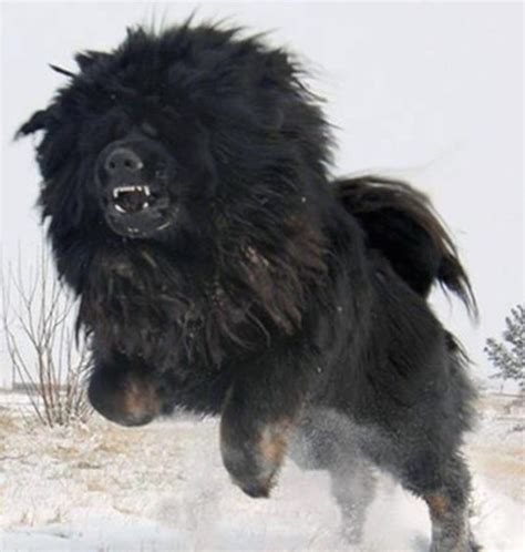 Tibetan Mastiff Dog Breed Info Pictures Videos Faqs Tm Guard Dog