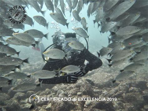 Tamarindo Diving Catalinas Islands Diving Marine Life Tamarindo