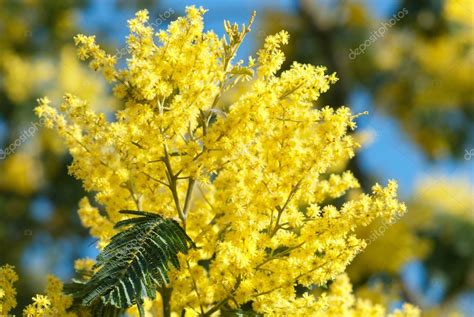 Yellow Mimosa Flower On Blue Sky — Stock Photo © Saintho 5227268