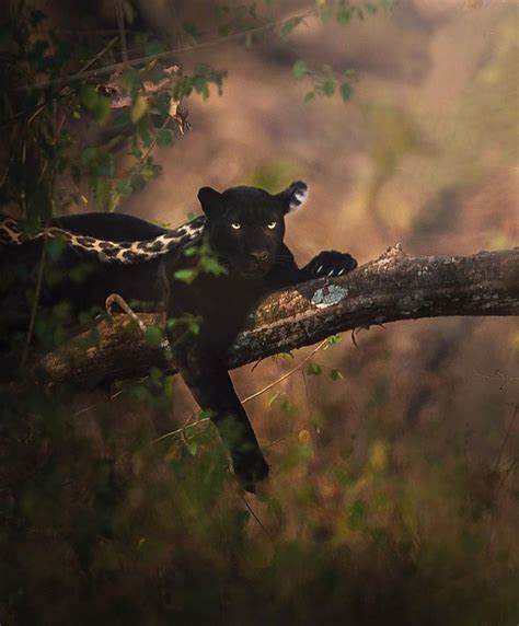 19 Stunning Photos Of A Rare Black Panther Roaming In The Jungles Of