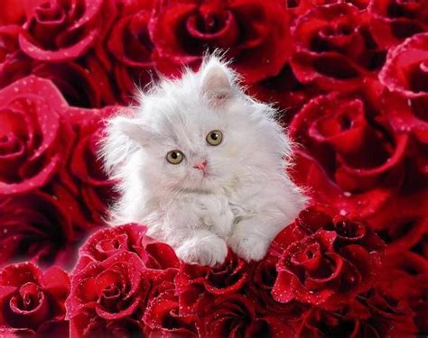 Cat With Red Roses Pets And Wild Lovely Animals Pinterest