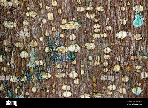 Bark Of A Rainforest Tree From Ecuador Stock Photo Alamy