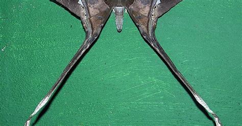 She S Got Legs Saturnidae Moth Imgur