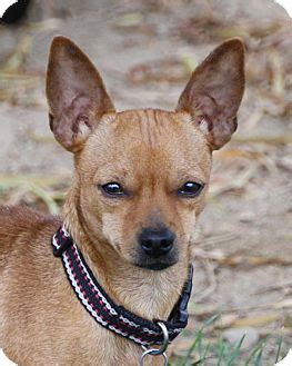 We did not find results for: Durango | Adopted Dog | Edmonton, AB | Chihuahua/Miniature ...