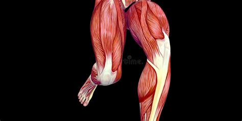 Human Male Body Anatomy Illustration With Visible Thigh Muscles And