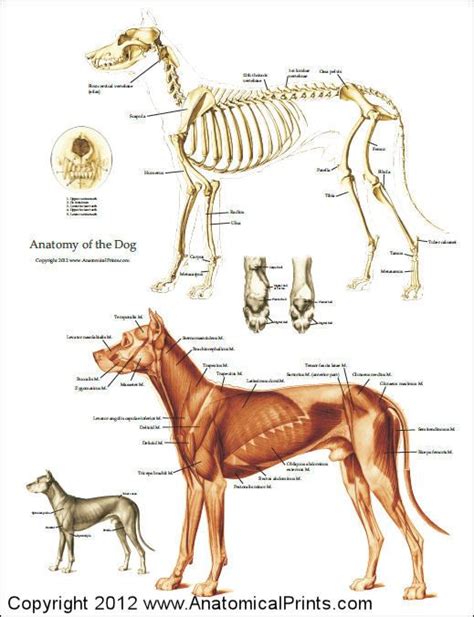 Dog Anatomical Chart Bones And Muscles Dog Anatomy Anatomy Animal