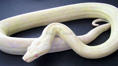 Stunning White Boa Constrictor Images