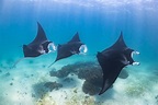 What are stingrays? | Live Science