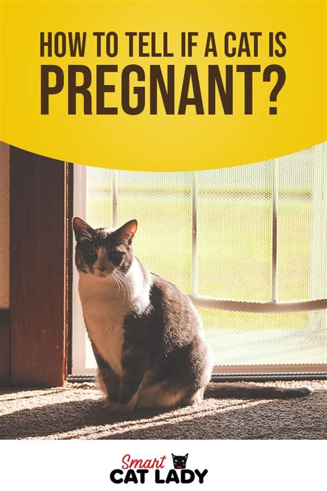 How To Tell If A Cat Is Pregnant Pregnant Cat Cat Facts Cats