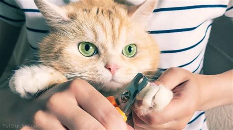 We have reviewed the best cat nail clippers available in the uk to find the best choice for your cat. Best Cat Nail Clippers 2020 Buying Guide + Reviews - Pet ...
