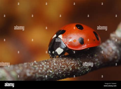 7 Spot Ladybird Coccinella Septempunctata With Raindrops Resting On