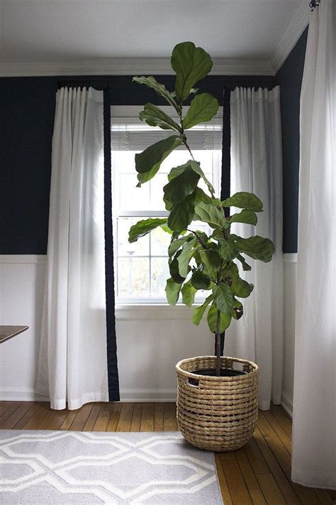 Living Room Plants Fiddle Leaf Fig A Moody And Modern Dining Room