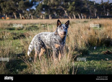 Australian Cattle Dog Blue Heeler Laying Grassy Field Sunset Stock