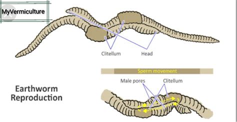 Earthworms Are Simultaneous Hermaphrodites Meaning Worms Have Both Male And Female Reproductive