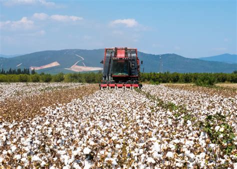 Most Valuable Crops Grown In North Carolina Many You Can Find In Enc