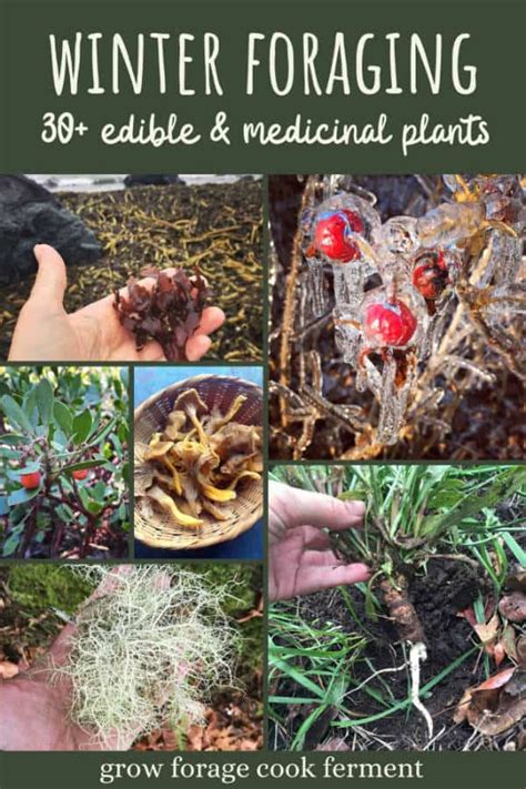 What To Forage In Winter 30 Edible And Medicinal Plants And Fungi