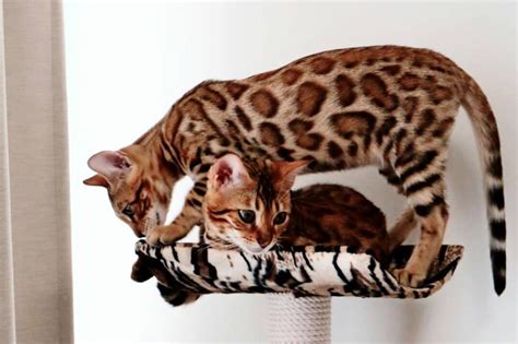 A wide variety of black bengal cat options are available to you, such as not applicable. Bengal Cat Price Range - Cat's Blog