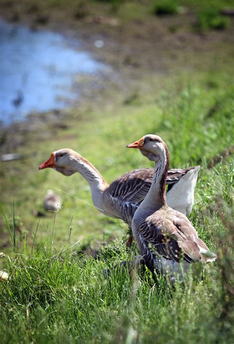 These types of fittings are available in the following materials: What Are the Different Types of Geese? | Sciencing